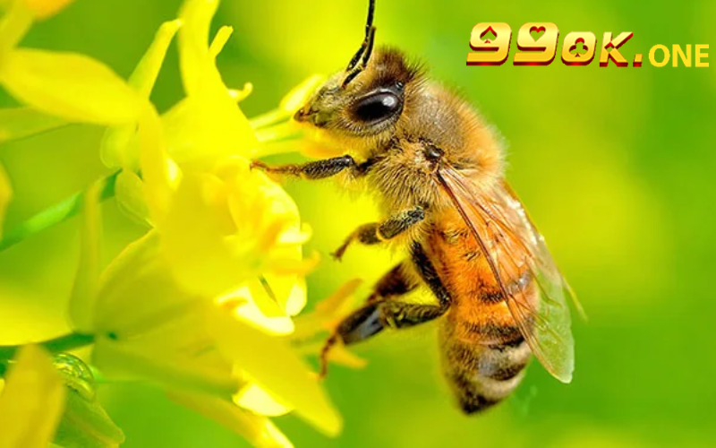 Nằm mơ thấy ong - Điềm báo và con số nào may mắn?